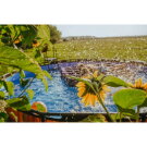 Piscine EXIT Wood ø427x122cm avec pompe filtrante - marron